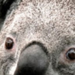 Meet your Posher, Ivan